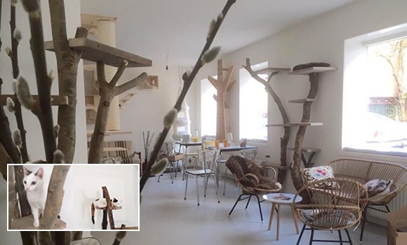 kattencafe kopjes: purrfect company - latest news - cafe reality