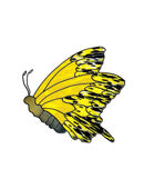 Yellowjacket Spirit Butterfly Pattern