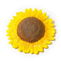 Large sunflower 2