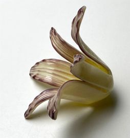 Lily 3