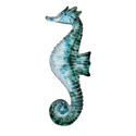 LF270 Medium SeahorseExample