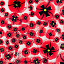 Redpoppy2