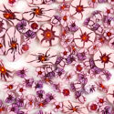 Blossoms1