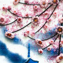 Blossoms2