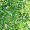 Moss Green Frit - Transparent  COE96