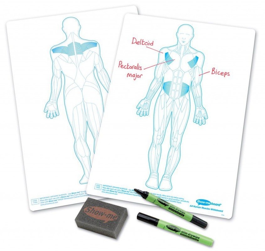 An image of Show Me Human Muscles Drywipe Board