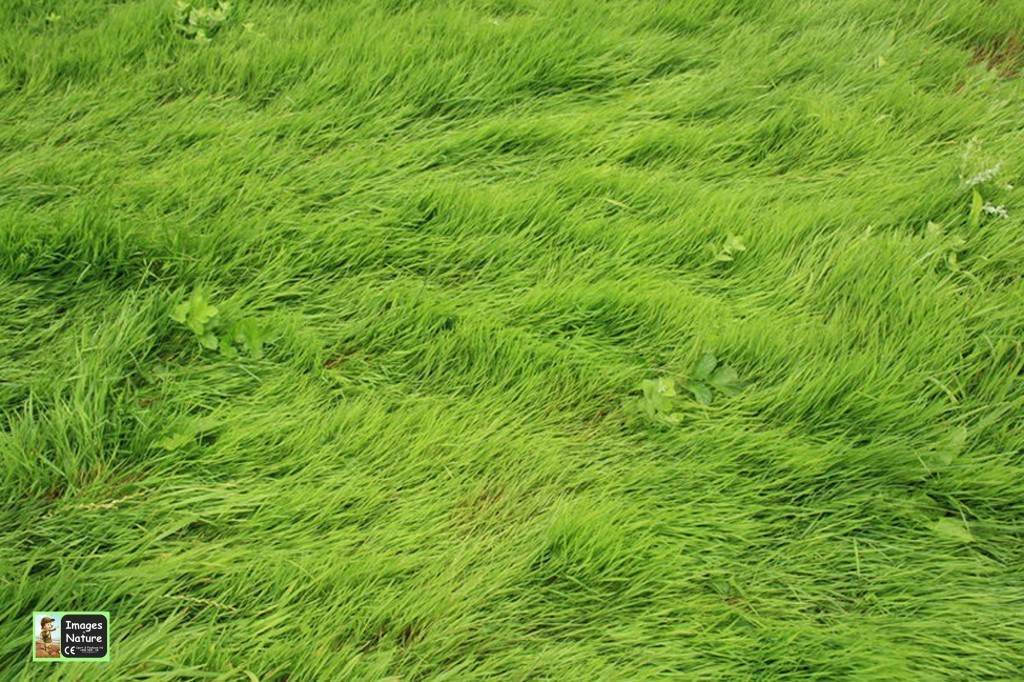 An image of Grass Playmat