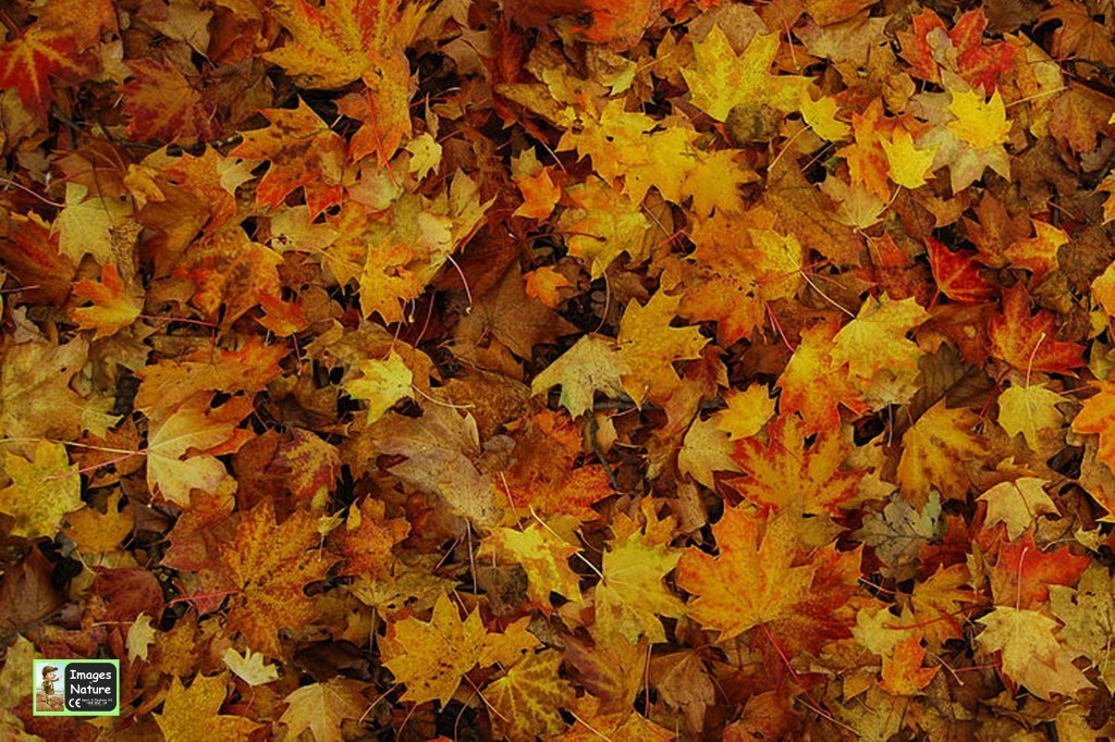 An image of Leaves Playmat