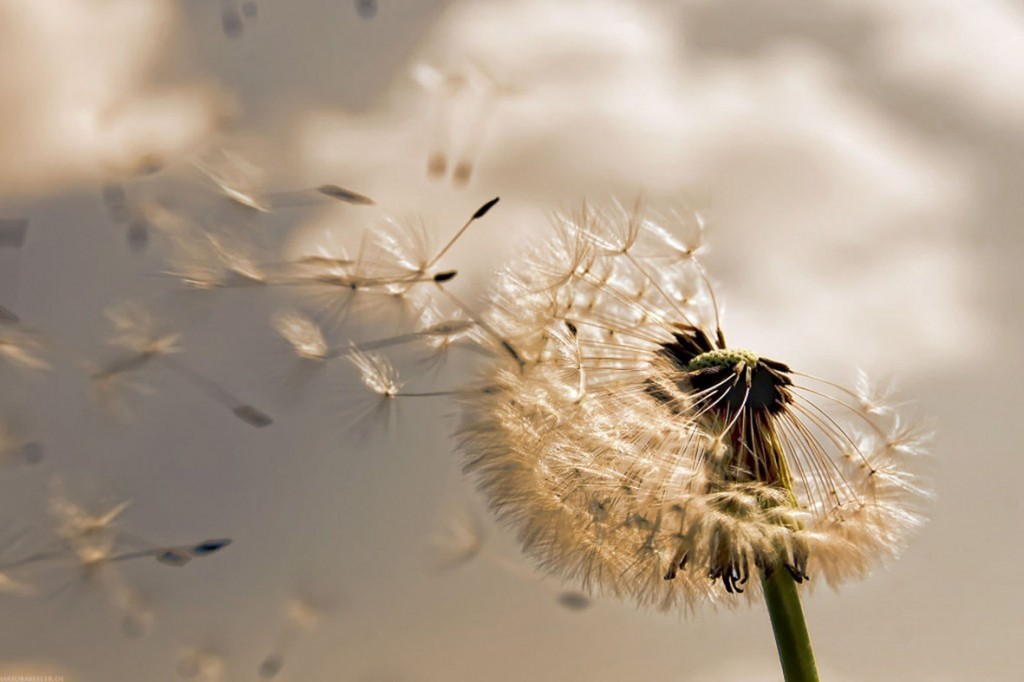 An image of Air Dandelion Playmat