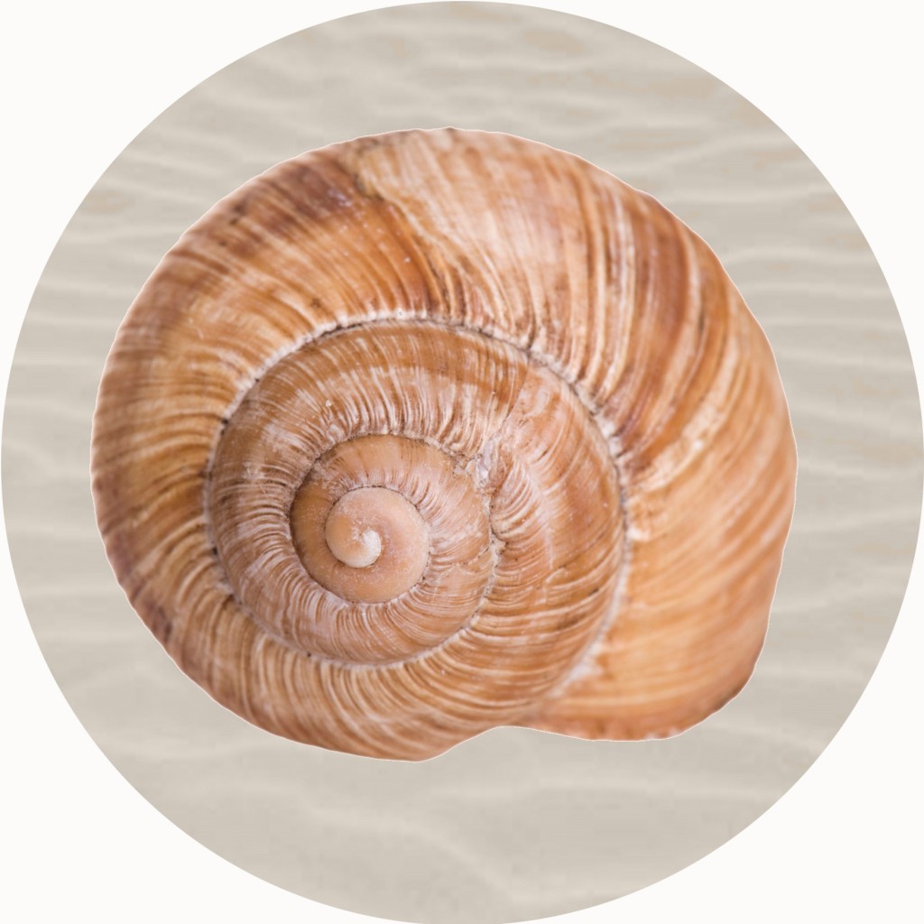 An image of Sea Snail Shell Circular Mat