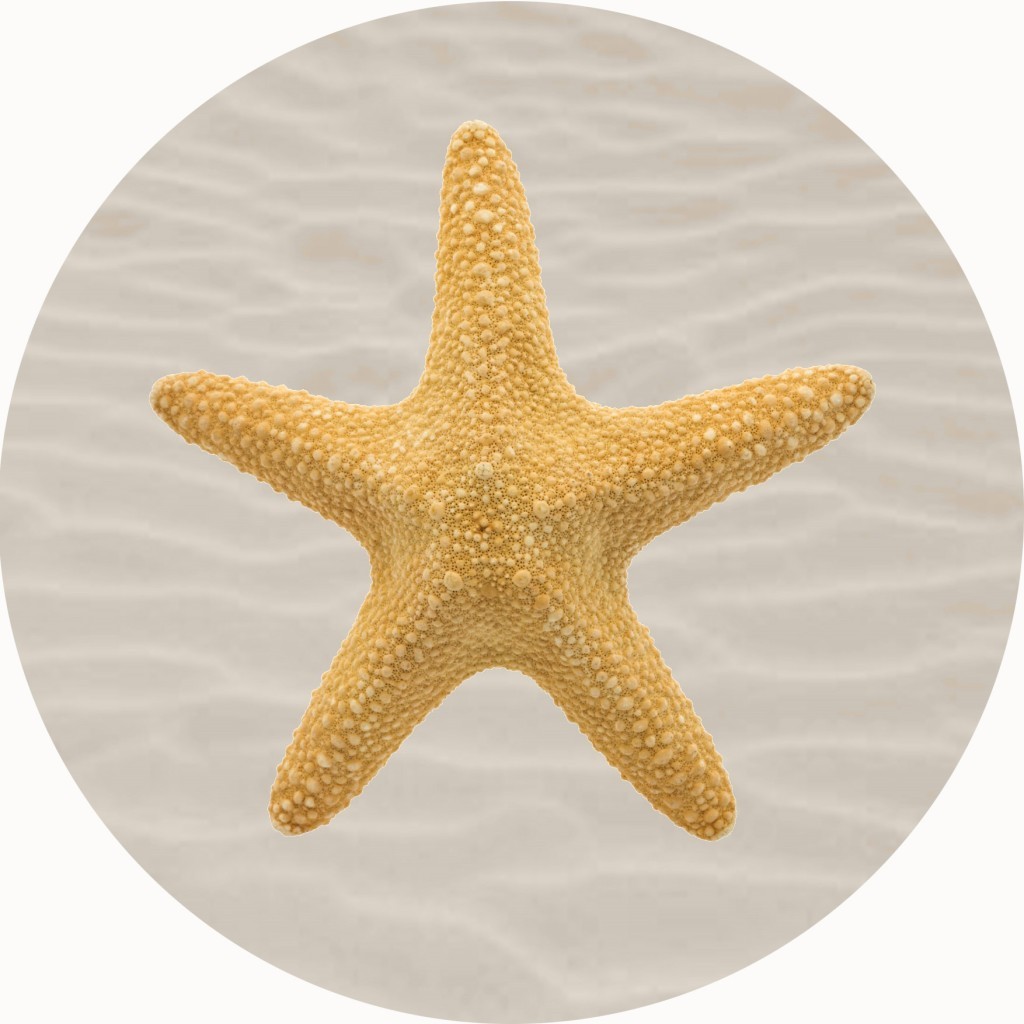 An image of Starfish Shell Circular Mat