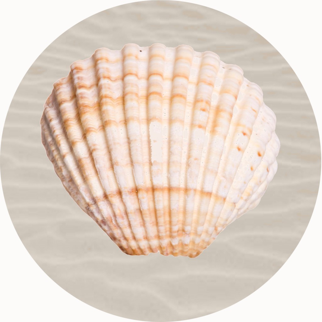 An image of Scallop Shell Circular Mat