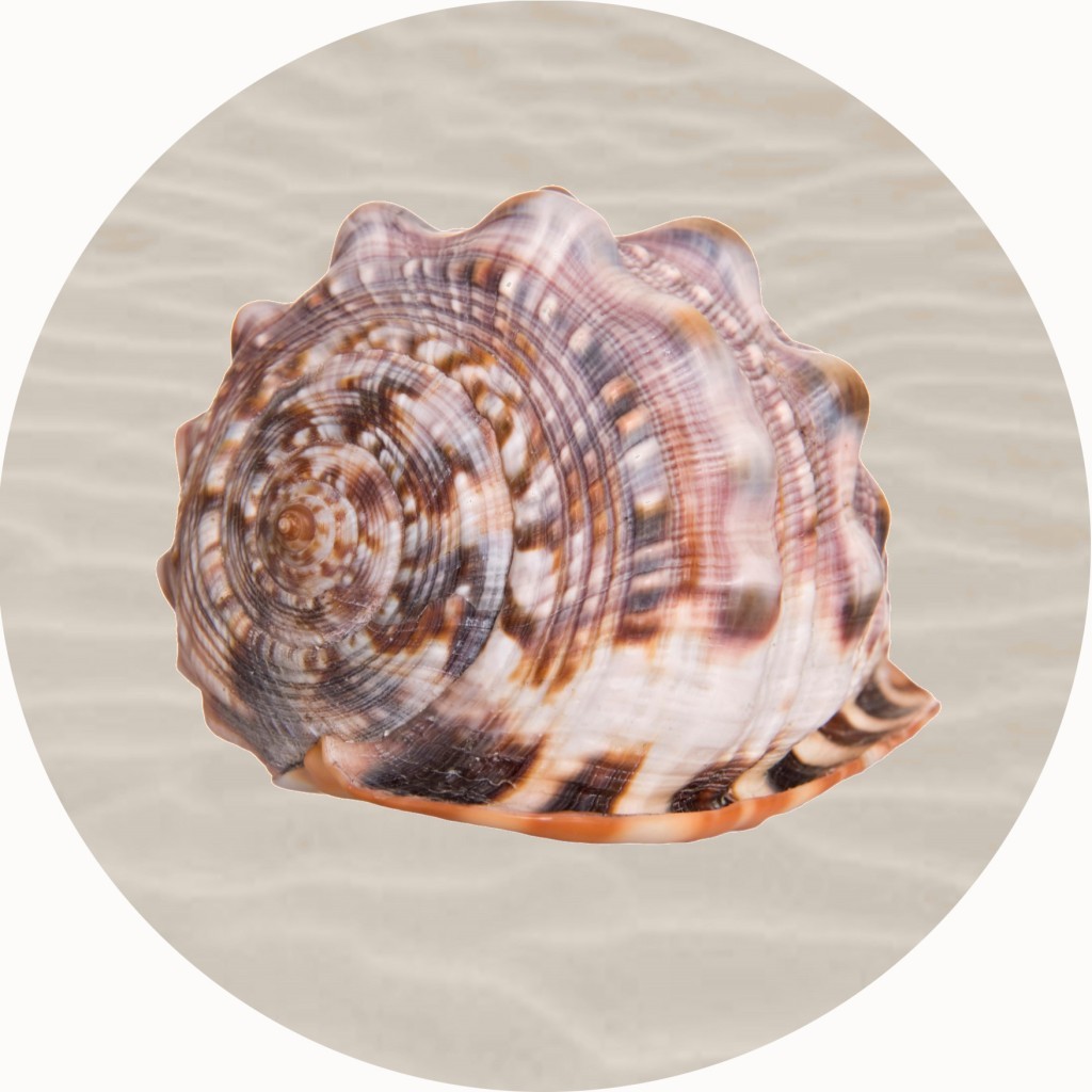 An image of Conch Shell Circular Mat