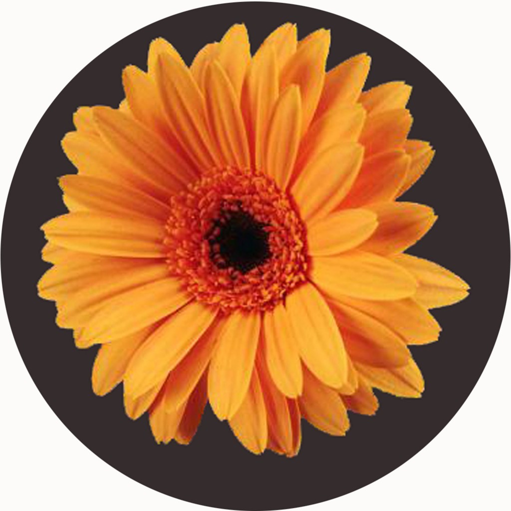 An image of Orange Flower Circular Mat