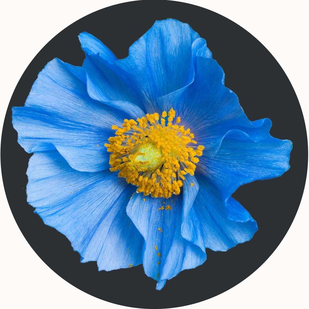 An image of Blue Flower Circular Mat