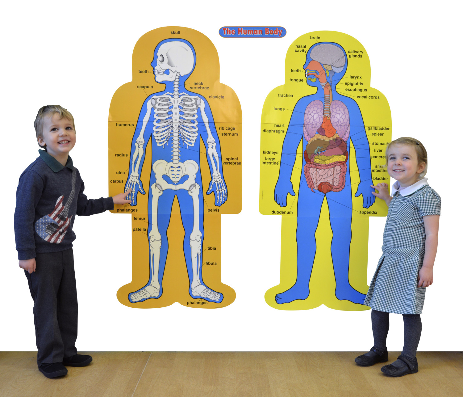 An image of Human Body Bulletin Board Pack- Child Size