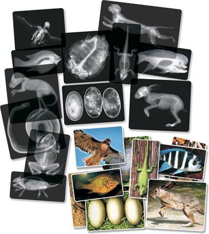 An image of Athena X-Ray & Picture Cards