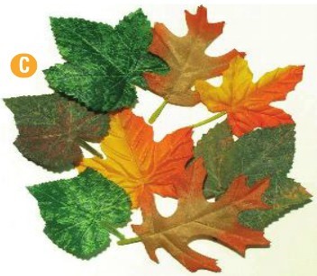 An image of Spring & Autumn Leaves