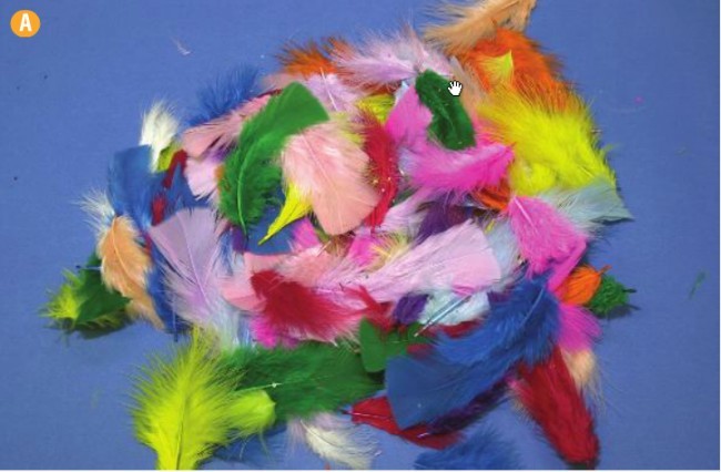 An image of Colour Feathers