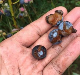 Chile blueberry rain storm damage