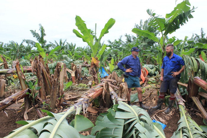 AU Growers Survey Damaged Bananas CREDIT Australian Banana Growers' Council TAGS Banana Cyclone Damaged Winds