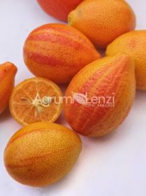 p16 pic2 IT orangequat-variegato-agrumi-lenzi-w
