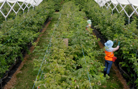 ABC_Berry Farm pickers