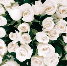 Elegant White Roses Lunch Napkins