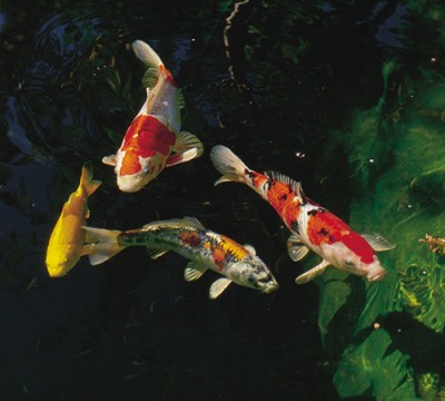 koi