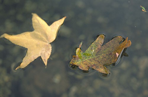 leaves