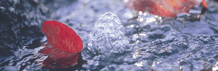 Bubbling water with leaves