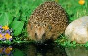 Hedgehog at Pond Side