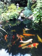 Larger Pond with Fish