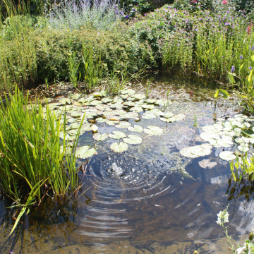 wildlife_pond