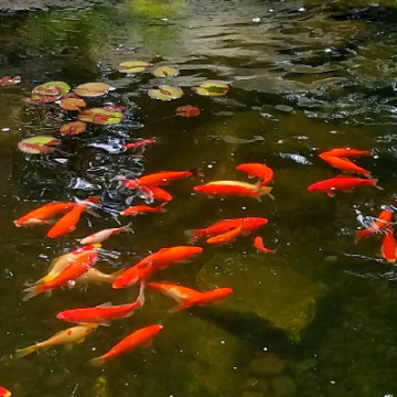 goldfish_pond