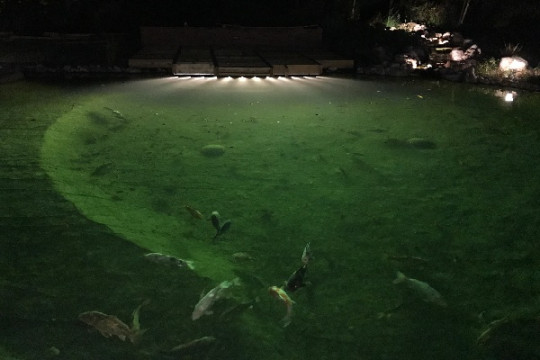 Power LED Pond