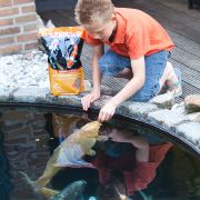 fish_feeding