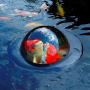 Floating Fish Viewing Sphere