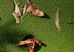 Duckweed