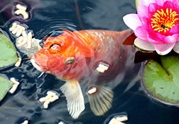 Fish Feeders