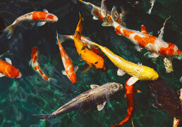 Gifts For Pond Lovers