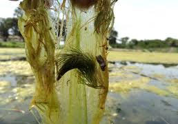 String Algae