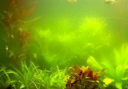 Green Water