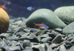 Indoor Aquatics Gift Ideas