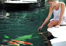 Koi