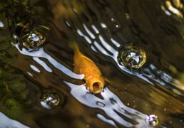 Goldfish