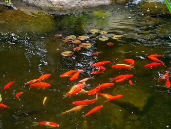 2m x 3m Goldfish Pond Kit