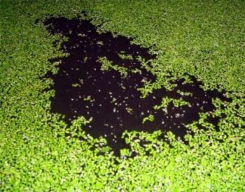 Duckweed Buster - 1L treats 9000 Litres