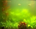 Koi Pond Algae control - 10g treats 25,000L